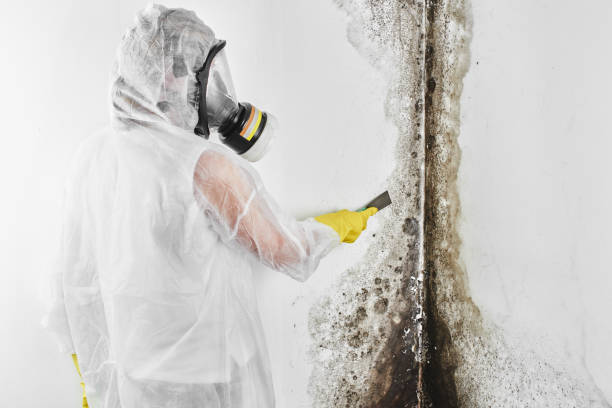 Why You Should Choose Our Mold Remediation Services in Forest Lake, MN